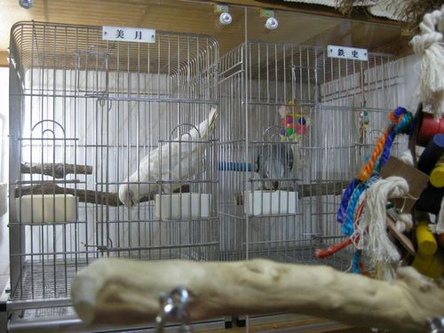クローゼットの中に鳥かごを置く