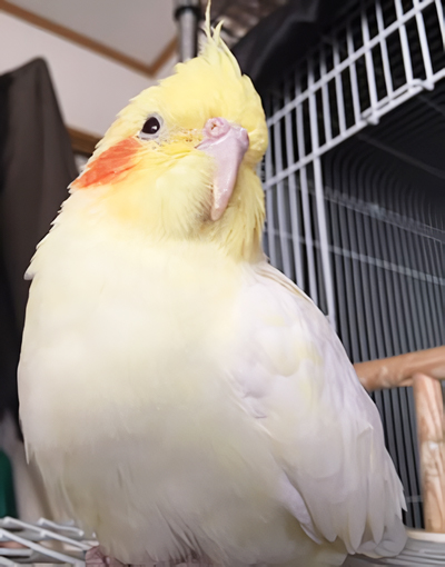 �I�J���C���R