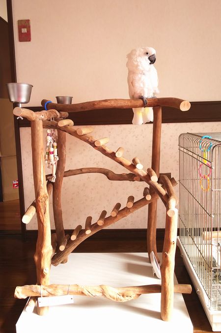 �o�[�h�W���ɏ��^�C�n�N�I�E��