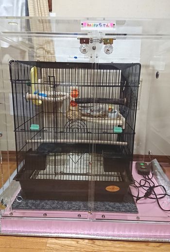 オカメインコの鳥かごを入れたアクリルケース