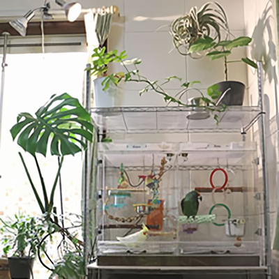 アクリルケース周囲の観葉植物