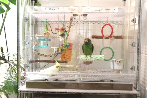 インコ2羽のアクリルケース