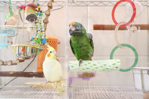 2羽の種類の違うインコ