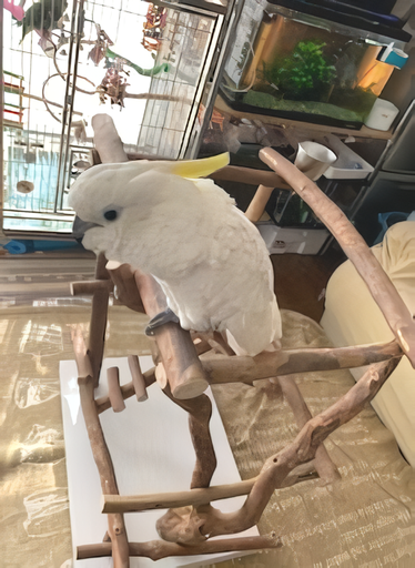 バードジムにとまるタイハクオウム