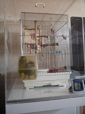 �o�[�h�o�X�ɐ���E���R�C���R