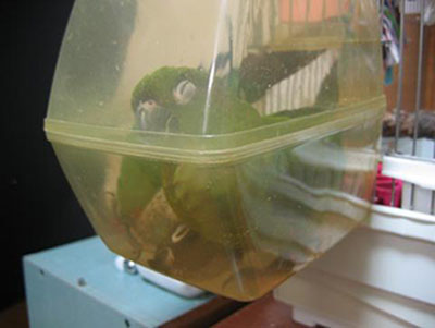 �E���R�C���R�@�o�[�h�o�X�Ŕ���