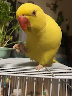 ���J�P�C���R