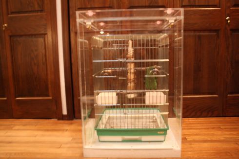 �C���R�̃A�N�����P�[�X