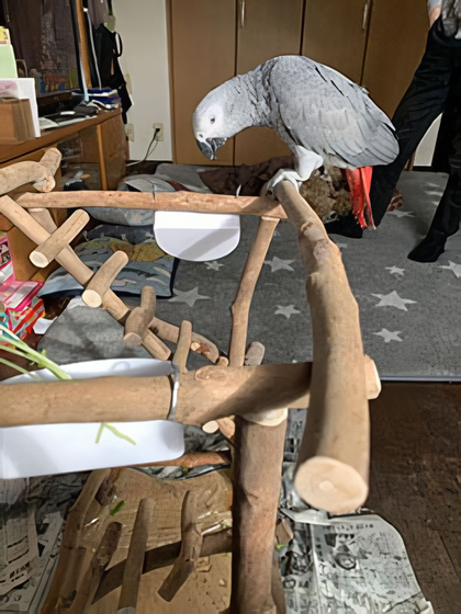 おそるおそる枝に止まるヨウム