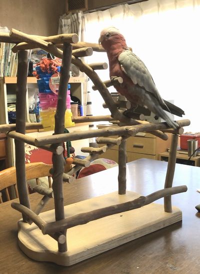 モモイロインコのバードジム