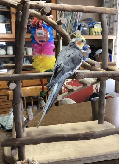 オカメインコも遊ぶ