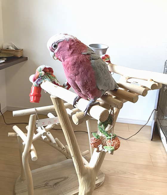 �o�[�h�W���ɂƂ܂郂���C���C���R