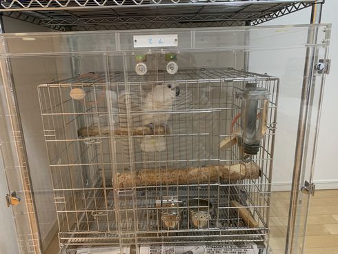 �C���R�̃A�N�����P�[�X