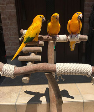 �o�[�h�W���ɂƂ܂�j���I�E�C���R