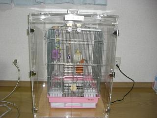 �I�J���C���R�̒���������ꂽ�A�N�����P�[�X