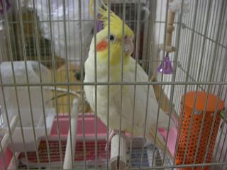 �I�J���C���R