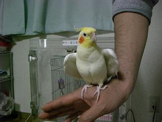 �r�Ɏ~�܂�I�J���C���R