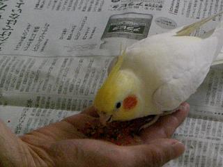 ��̂Ђ�̂����H�ׂ�I�J���C���R