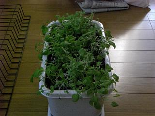 ���ƍ͔|�̏�����