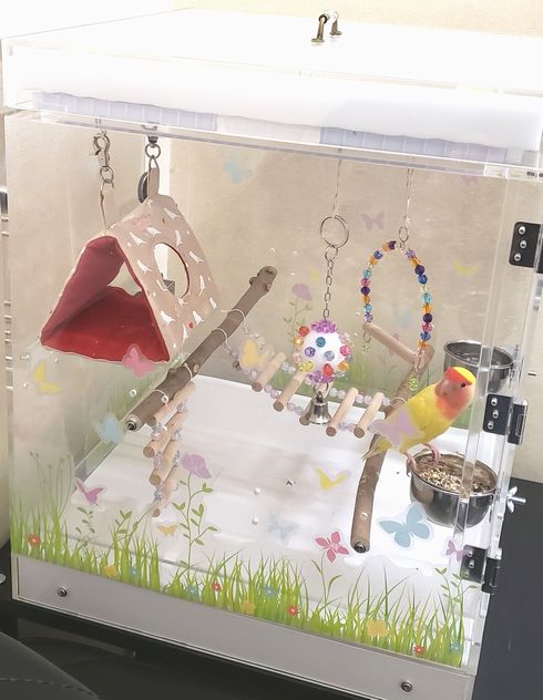 �R�U�N���C���R�̃A�N�����P�[�X