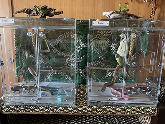 �E���R�C���R�̃A�N�����P�[�X