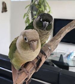 �E���R�C���R�̃y�A