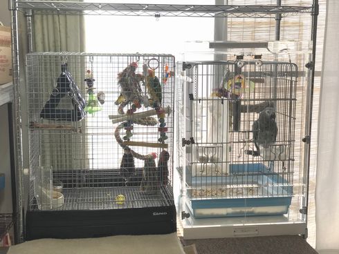 �C���R�̃A�N�����P�[�X