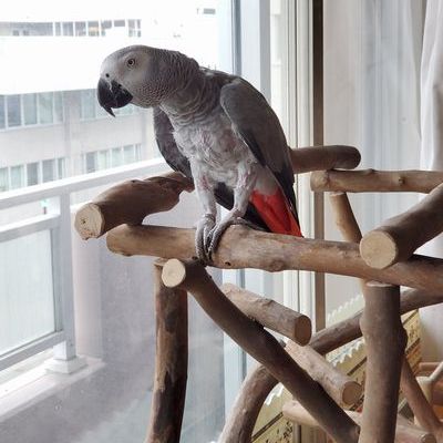 �o�[�h�W���ɏ�郈�E��