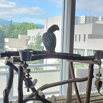 ������i�F�����郈�E��