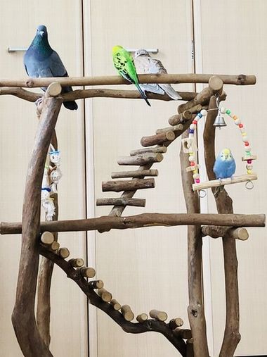 鳩とインコが乗るバードジム