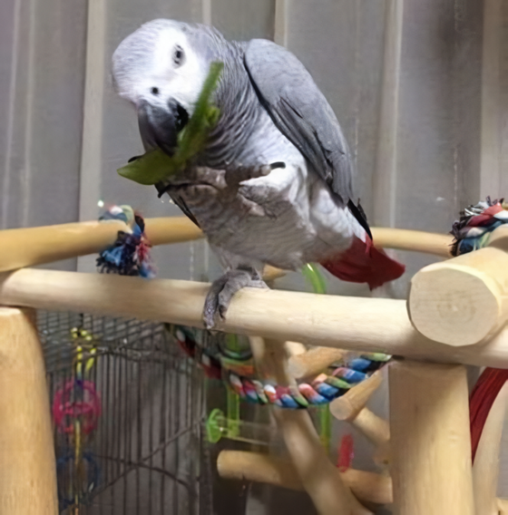 �o�[�h�W���ɏ�郈�E��