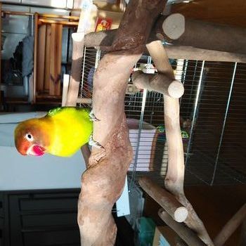 �{�^���C���R