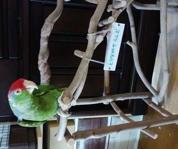 �o�[�h�W���ɏ��C���R