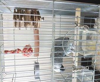 �i�{�[�����̃P�o�u���A������̂��������