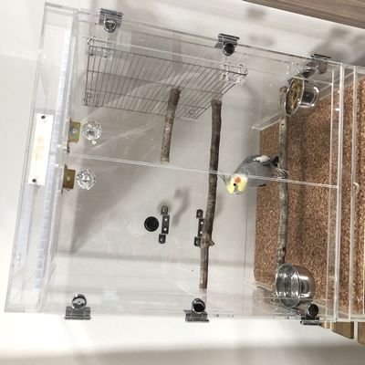 �I�J���C���R�̃A�N�����P�[�X