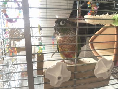 �E���R�C���R