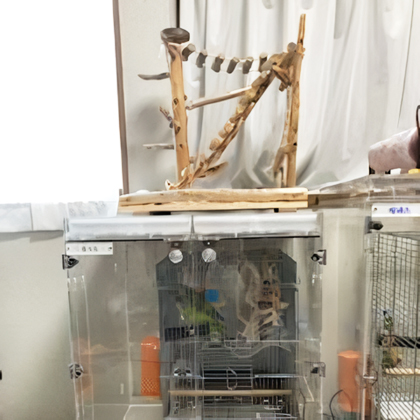 �A�N�����P�[�X��ɃC���R�̗V�я�