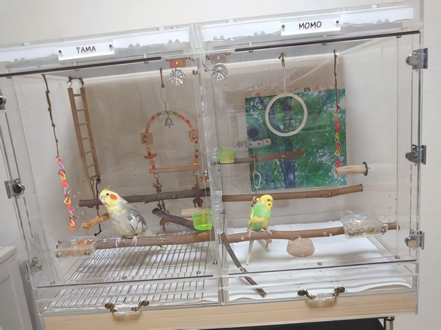 �C���R�̕���2�̃A�N�����P�[�X