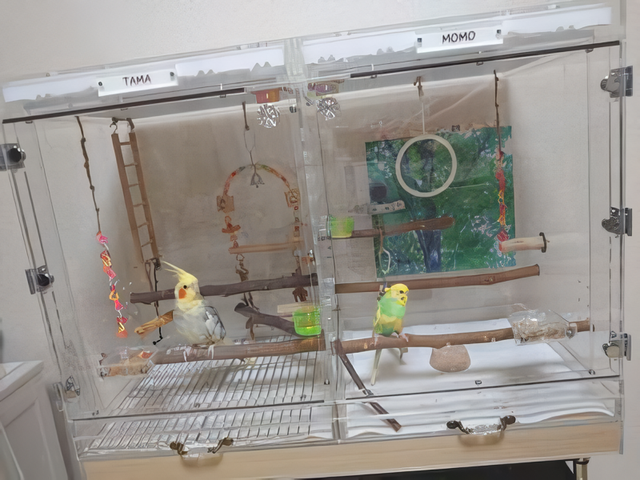 �I�J���C���R�ƃZ�L�Z�C�C���R