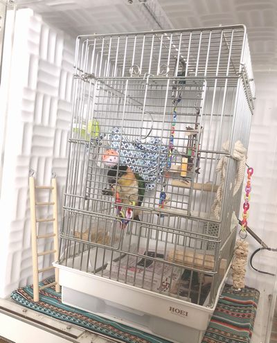 ���̎���������V���n���C���R