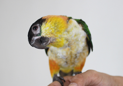 �����������V���n���C���R