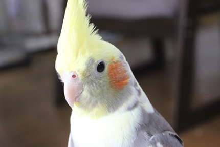 �I�J���C���R