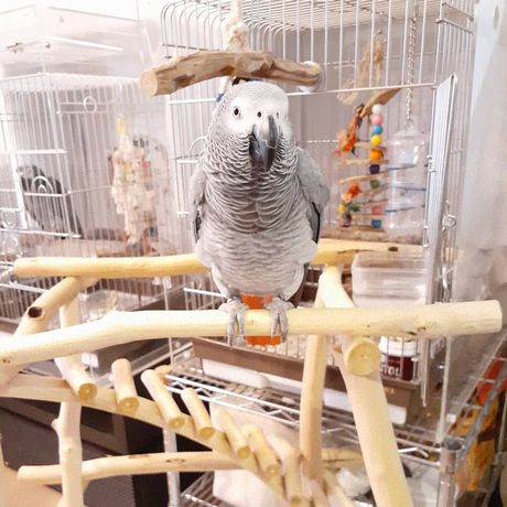 �o�[�h�W���ɏ�郈�E��