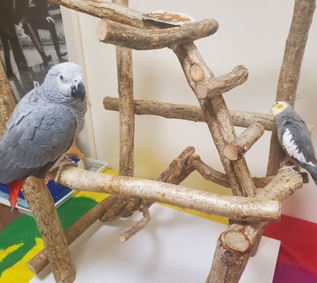 ���E���ƃI�J���C���R