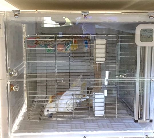 �R�L�T�J�I�E���̃A�N�����P�[�X