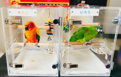 �C���R�̃L�����[�P�[�X