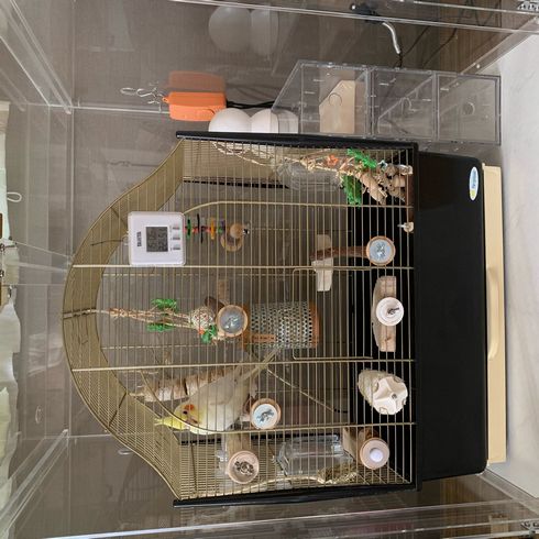 �I�J���C���R�̃A�N�����P�[�X