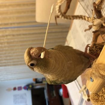 �Ȗ_�����킦���E���R�C���R