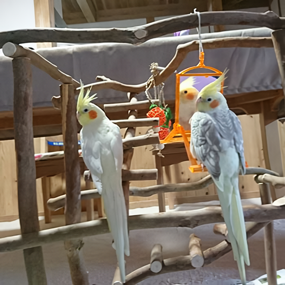 バードジムに止まるオカメインコ2羽