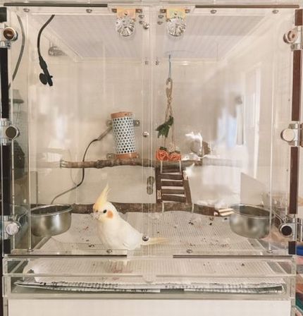 �I�J���C���R�@�����ł��o�}��